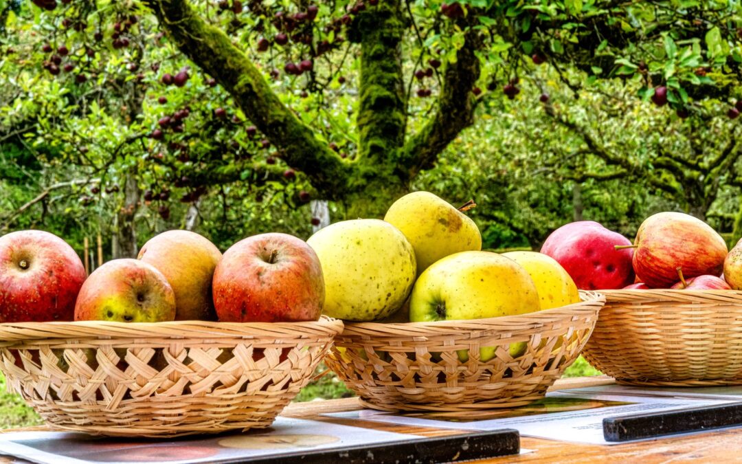 Apfelerntetag auf der Streuobstwiese